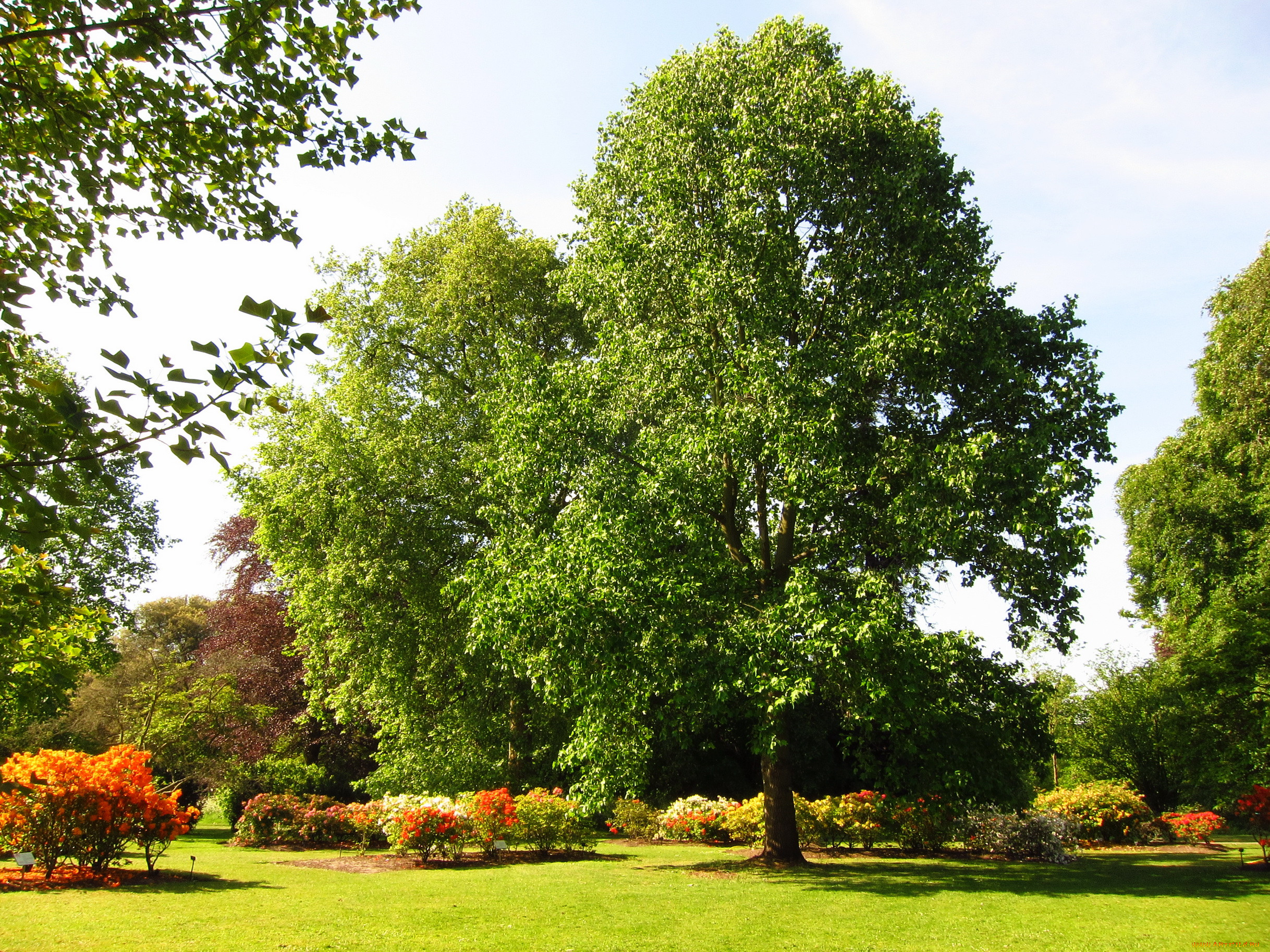 azalea, garden, richmond, england, , , , 